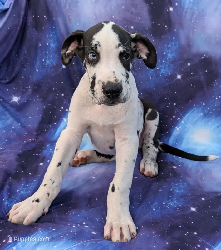 Methos – Great Dane puppy for sale in Barnesville, GA