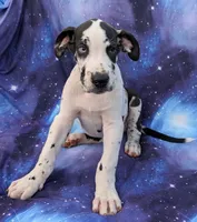 Methos, a male Great Dane for sale in Barnesville, GA – 1 of 10