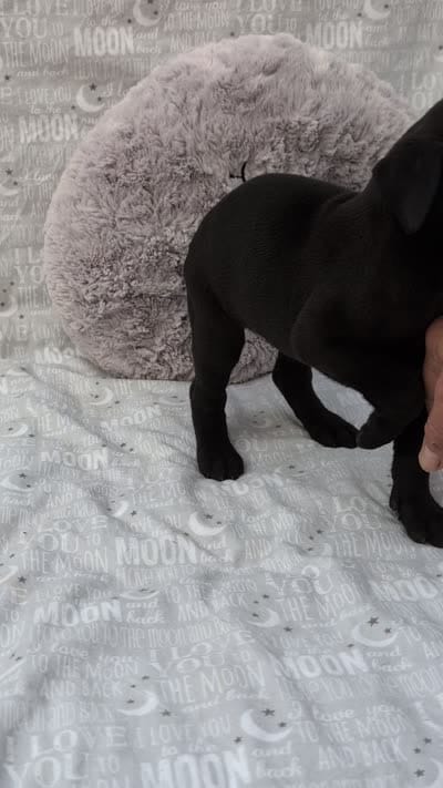 Nyx, a female Great Dane for sale in Barnesville, GA – 4 of 4