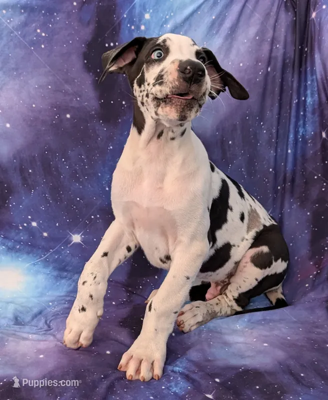 Methos – Great Dane puppy for sale in Barnesville, GA