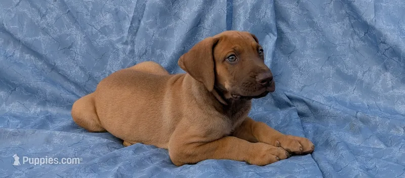 Sage – Great Dane puppy for sale in Barnesville, GA