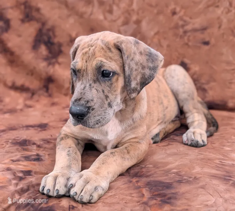 Seeker  – Great Dane puppy for sale in Barnesville, GA