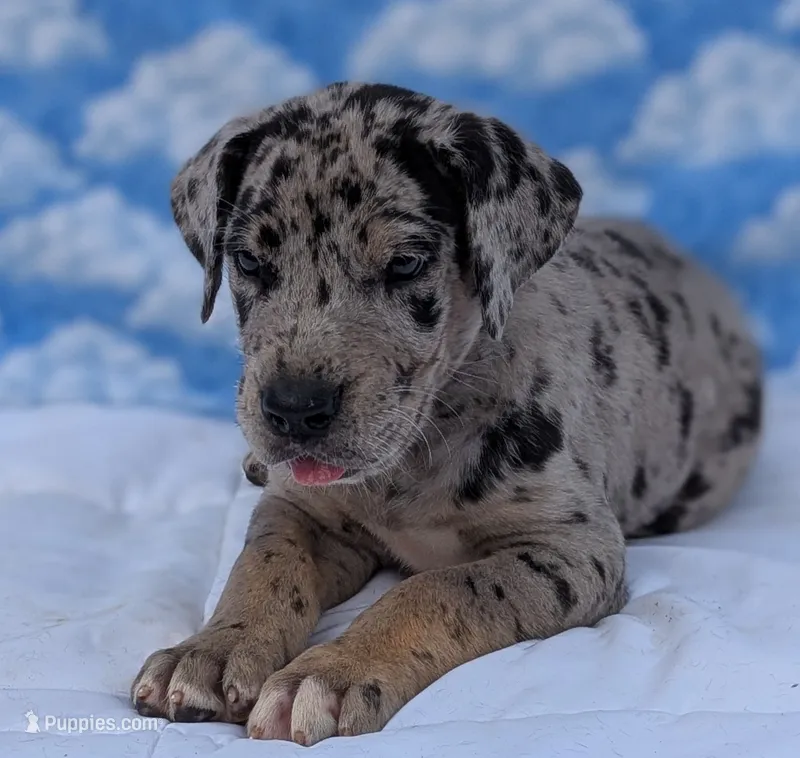 Tracker  – Great Dane puppy for sale in Barnesville, GA