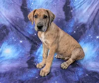 Seeker , a male Great Dane for sale in Barnesville, GA – 1 of 9