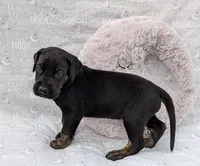 Scout, a male Great Dane for sale in Barnesville, GA – 4 of 4