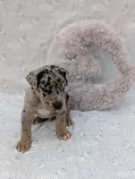 Tracker , a male Great Dane for sale in Barnesville, GA – 6 of 6