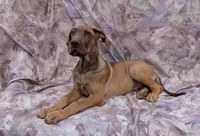 Sage last male available , a male Great Dane for sale in Barnesville, GA – 1 of 10