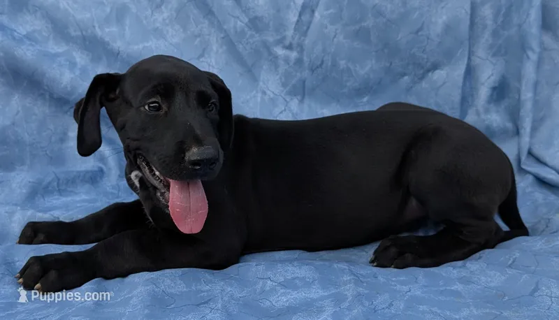 Galena – Great Dane puppy for sale in Barnesville, GA
