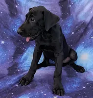 Nyx, a female Great Dane for sale in Barnesville, GA – 3 of 10