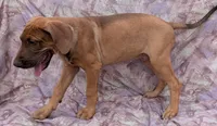 Sage last male available , a male Great Dane for sale in Barnesville, GA – 3 of 10