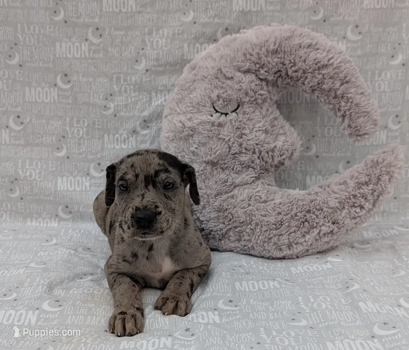 Kirara – Great Dane puppy for sale in Barnesville, GA