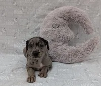 Kirara, a female Great Dane for sale in Barnesville, GA – 1 of 6