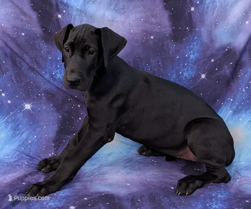 Nyx – Great Dane puppy for sale in Barnesville, GA