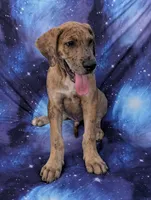 Seeker , a male Great Dane for sale in Barnesville, GA – 4 of 9