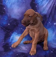 Sage, a male Great Dane for sale in Barnesville, GA – 4 of 9