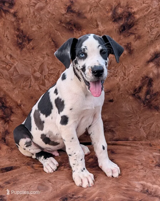 Methos – Great Dane puppy for sale in Barnesville, GA