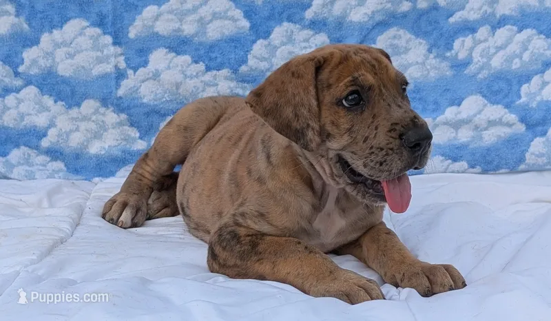 Seeker -brindle merle  – Great Dane puppy for sale in Barnesville, GA