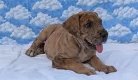 Seeker -brindle merle , a male Great Dane for sale in Barnesville, GA – 1 of 8