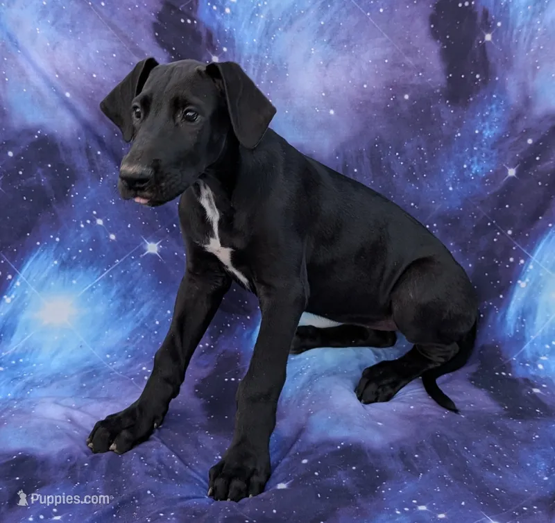 Galena – Great Dane puppy for sale in Barnesville, GA