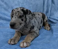 Tracker , a male Great Dane for sale in Barnesville, GA – 3 of 9
