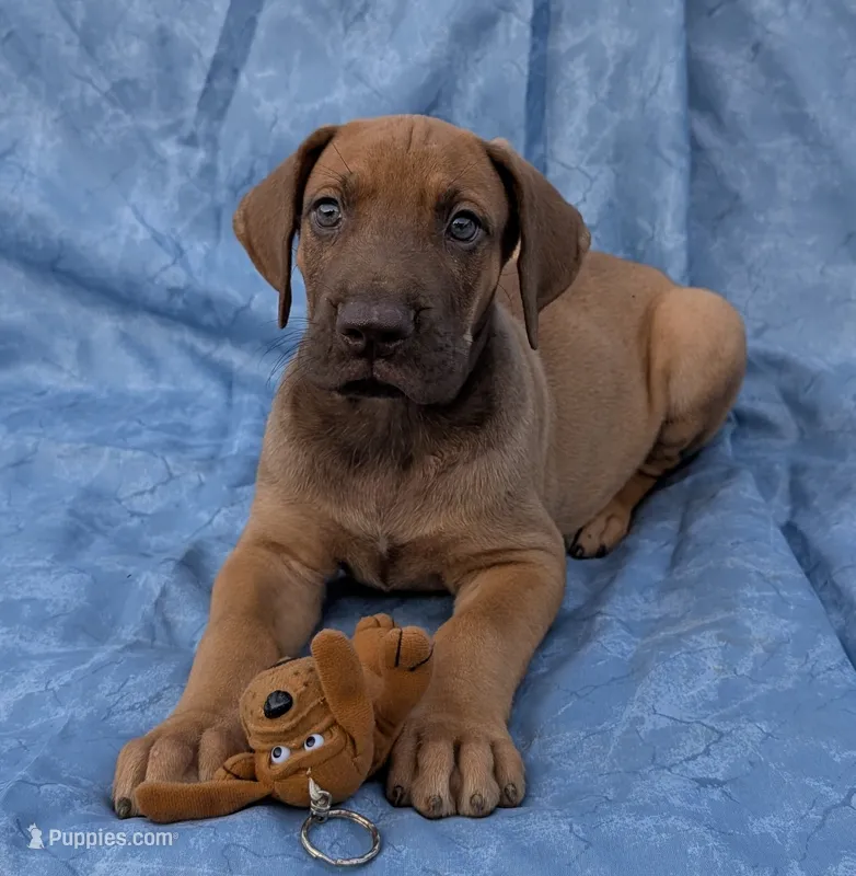 Sage – Great Dane puppy for sale in Barnesville, GA