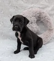 Galena, a female Great Dane for sale in Barnesville, GA – 5 of 5