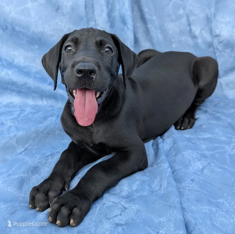 Nyx – Great Dane puppy for sale in Barnesville, GA