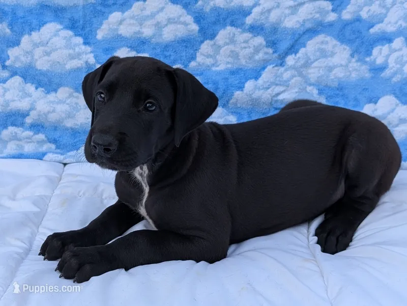 Galena – Great Dane puppy for sale in Barnesville, GA