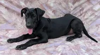 Nyx last female available , a female Great Dane for sale in Barnesville, GA – 2 of 9