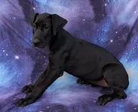 Nyx, a female Great Dane for sale in Barnesville, GA – 5 of 10