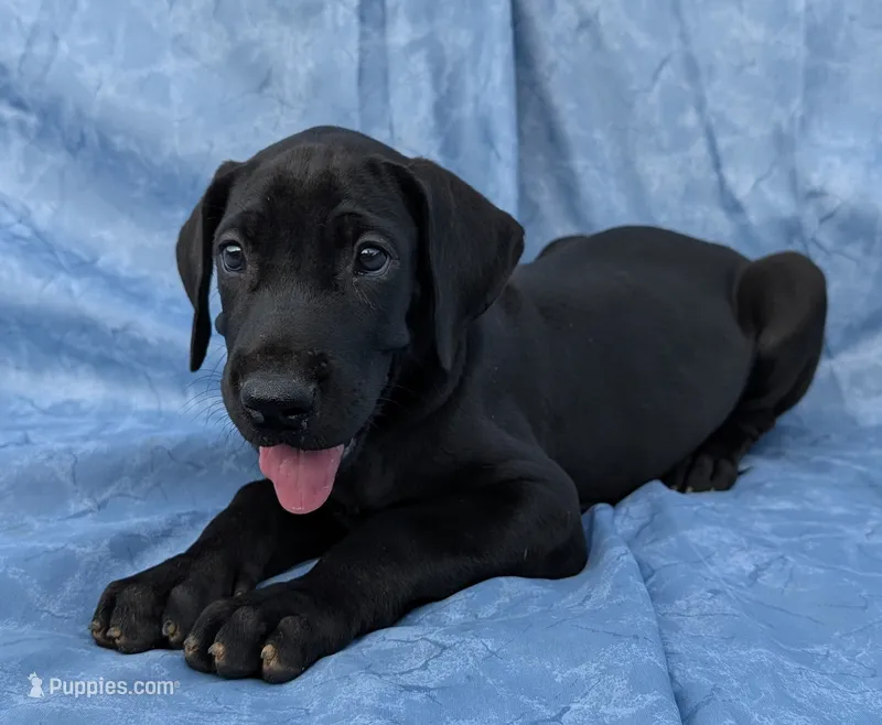Nyx - solid...no white – Great Dane puppy for sale in Barnesville, GA