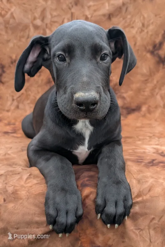 Galena – Great Dane puppy for sale in Barnesville, GA
