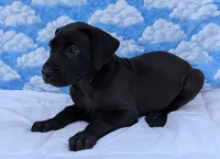 Nyx - solid...no white, a female Great Dane for sale in Barnesville, GA – 3 of 9