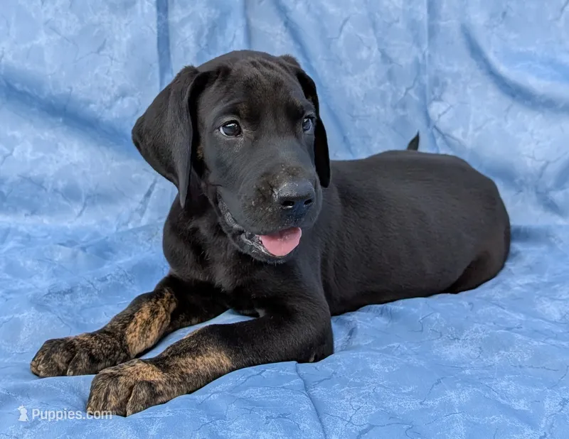 Scout  – Great Dane puppy for sale in Barnesville, GA