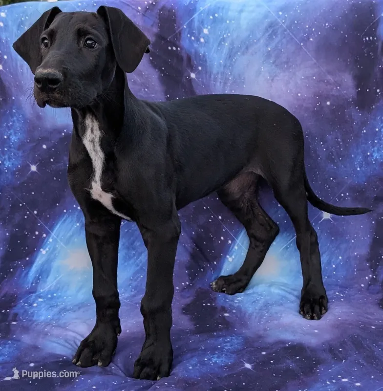 Galena – Great Dane puppy for sale in Barnesville, GA