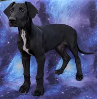 Galena, a female Great Dane for sale in Barnesville, GA – 1 of 8