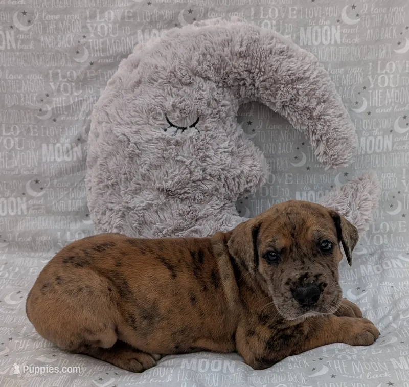 Seeker – Great Dane puppy for sale in Barnesville, GA
