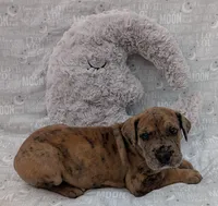 Seeker, a male Great Dane for sale in Barnesville, GA – 1 of 6