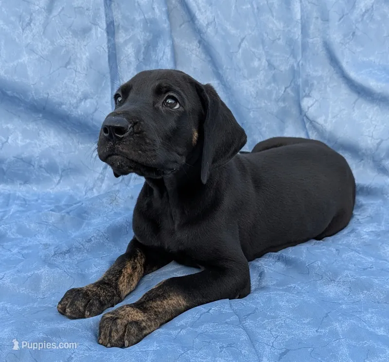 Scout  – Great Dane puppy for sale in Barnesville, GA