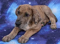Seeker , a male Great Dane for sale in Barnesville, GA – 3 of 9