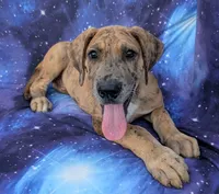 Seeker , a male Great Dane for sale in Barnesville, GA – 2 of 9