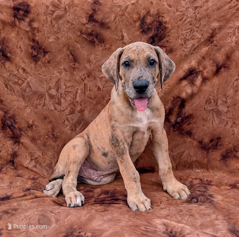 Seeker  – Great Dane puppy for sale in Barnesville, GA