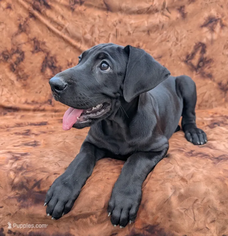 Nyx – Great Dane puppy for sale in Barnesville, GA