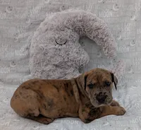 Seeker, a male Great Dane for sale in Barnesville, GA – 3 of 6