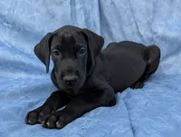 Nyx, a female Great Dane for sale in Barnesville, GA – 8 of 10