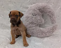 Sage, a male Great Dane for sale in Barnesville, GA – 7 of 7