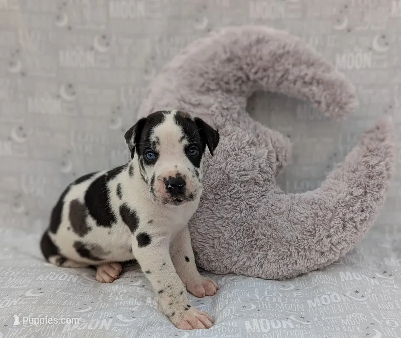 Methos – Great Dane puppy for sale in Barnesville, GA