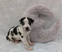 Methos, a male Great Dane for sale in Barnesville, GA – 1 of 5