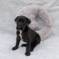 Galena, a female Great Dane for sale in Barnesville, GA – 4 of 5