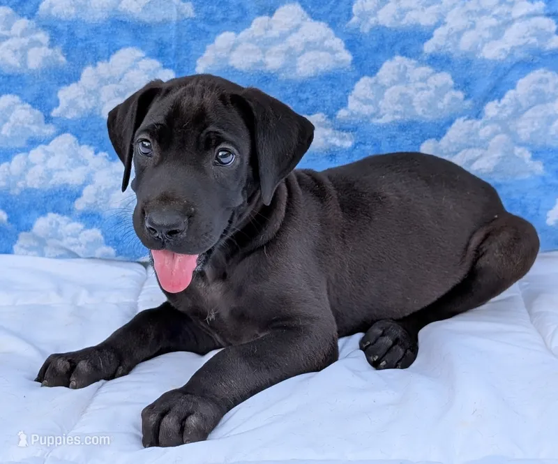 Nyx - solid...no white – Great Dane puppy for sale in Barnesville, GA